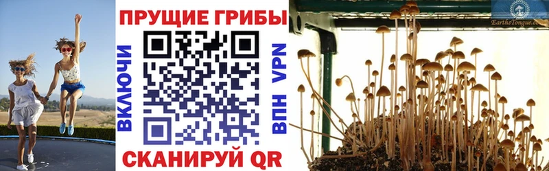 Галлюциногенные грибы Cubensis  Щёлково 